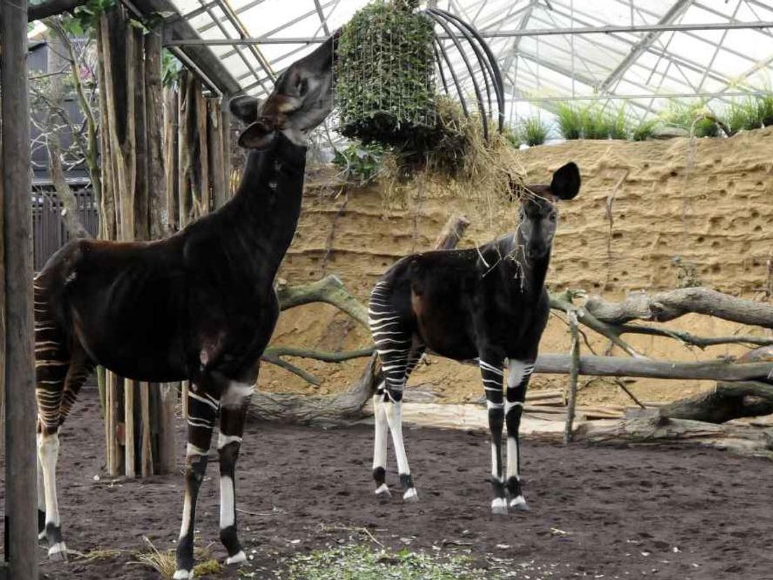 Okapi's in Blijdorp