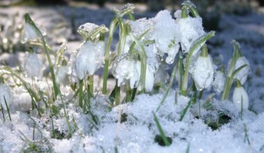 Sneeuw smelt weg, maar de kou keert razendsnel weer terug