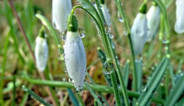 Zacht en zonnig winterweer in Noord-Holland: voorlopig geen kou meer