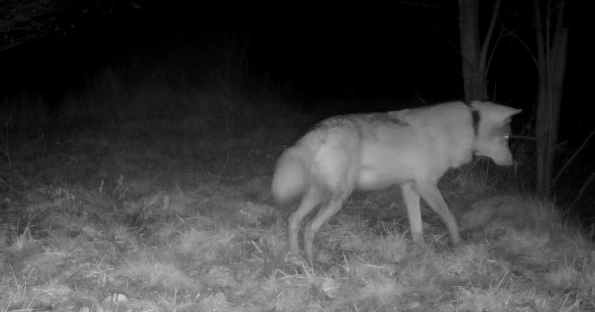 Wolf loopt drie maanden met zender: dit leverde het onderzoek al op