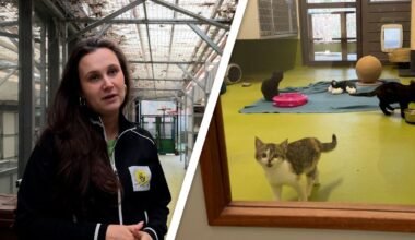 Amersfoortse opvang beschermt kittens en konijnen tegen vuurwerkstress