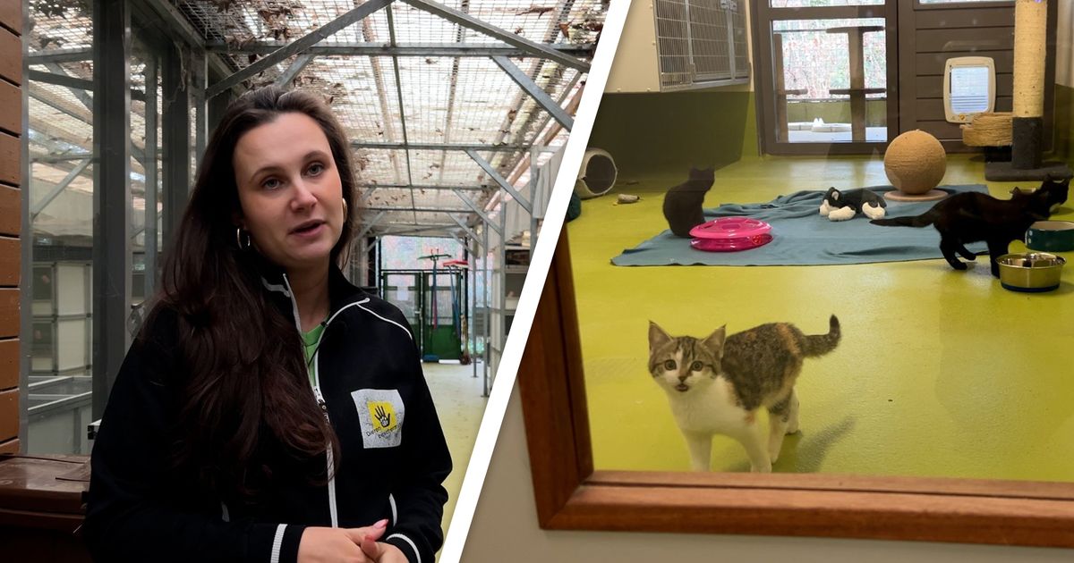 Amersfoortse opvang beschermt kittens en konijnen tegen vuurwerkstress