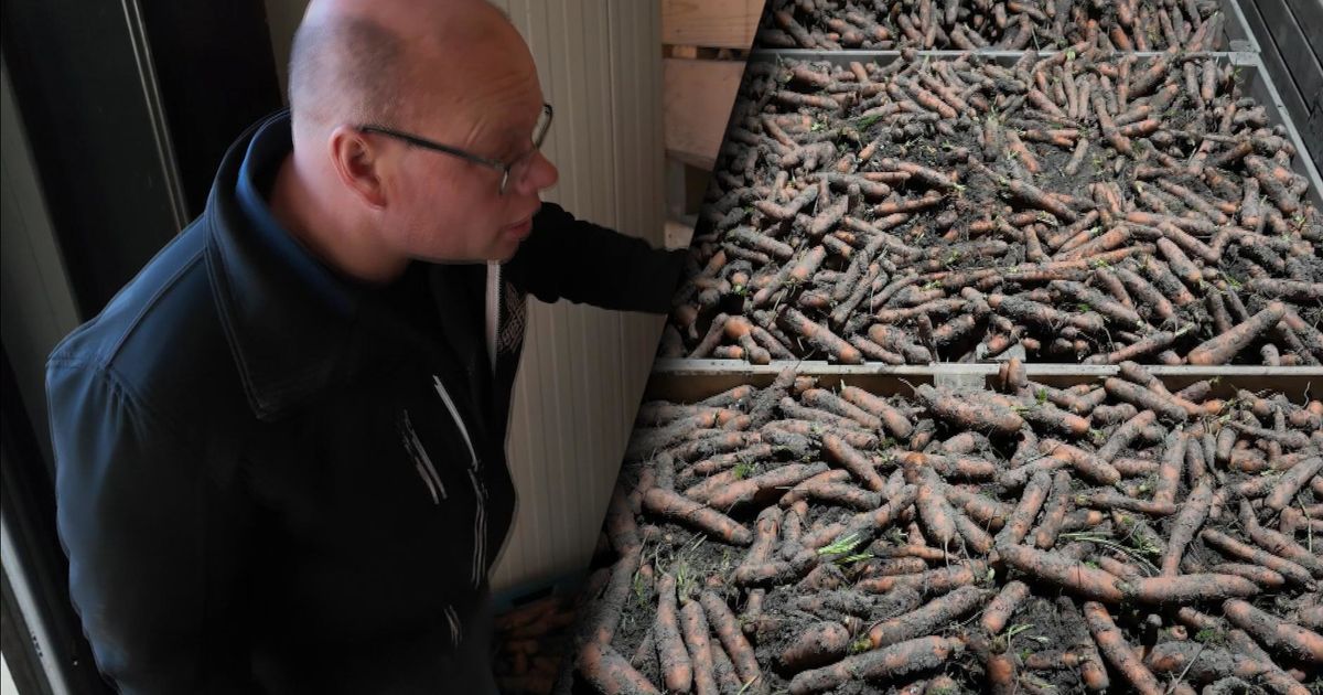 Boer Bram heeft 300.000 kilo wortels waar hij niet van af kan komen