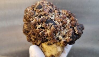 Aardappeltelers in onzekerheid door nieuwe varianten wratziekte: ‘Schokgolf ontstaan’