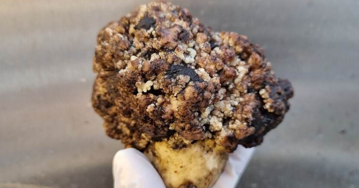 Aardappeltelers in onzekerheid door nieuwe varianten wratziekte: ‘Schokgolf ontstaan’