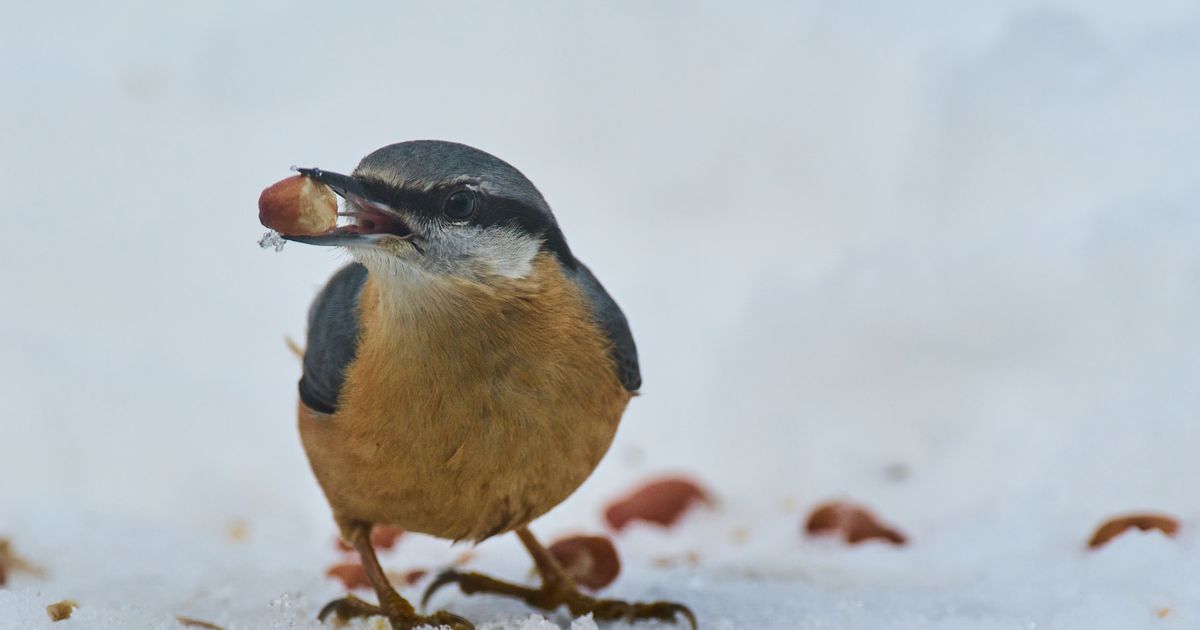 Bijvoeren of met rust laten: moeten wij het wild de winter doorhelpen? - Omrop Fryslân