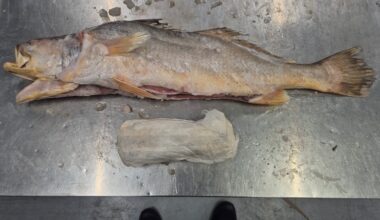 Ruim 300 kilo cocaïne aangetroffen in bevroren vis