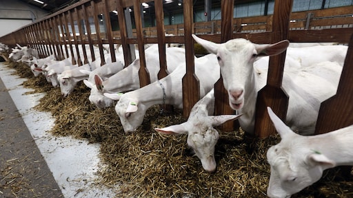 Kabinet komt met afstandsnorm van minstens 500 meter voor geitenboerderijen om volksgezondheid