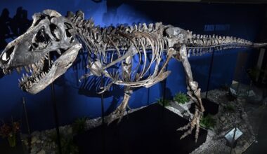 T. rex bleef langer klein en leefde waarschijnlijk langer