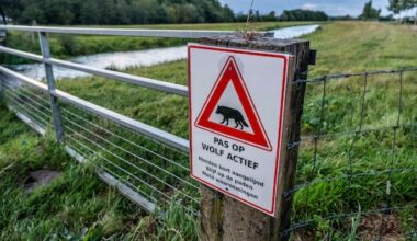 Weer meer wolvenaanvallen op schapen en ander vee