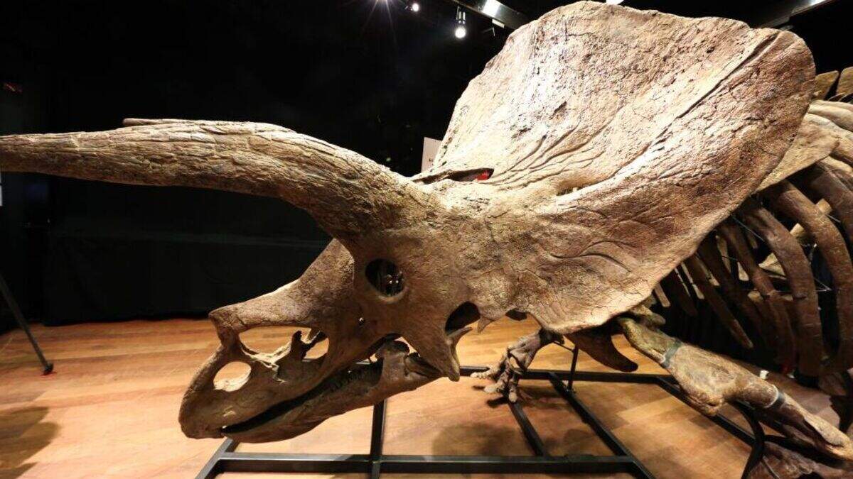 CT‑scan onthult dat ‘verdwenen’ Europese dinosaurussen gewoon verkeerd waren ingedeeld
