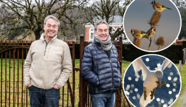 Tweelingbroers Jan en Dirk (67) fotograferen dieren zonder ze te storen: “Safarifoto’s moet je van ons niet verwachten”