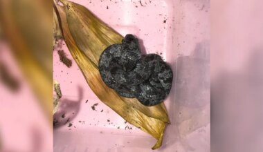 Exotische slakkenetende slang gevonden in Uithoorn