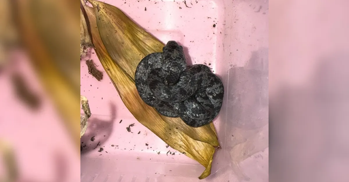 Exotische slakkenetende slang gevonden in Uithoorn