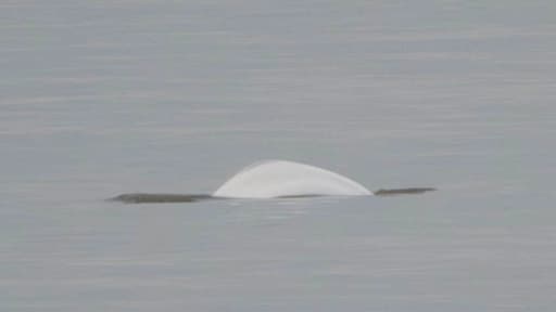 Beloega gespot voor kust van Callantsoog: 'Extreem zeldzaam'