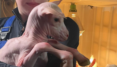 Nooit eerder werd er in Nederland een naakt geitje geboren, tot Jan