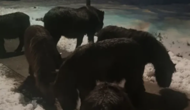 Voor politie gevluchte pony's 2,5 kilometer verderop weer gevonden