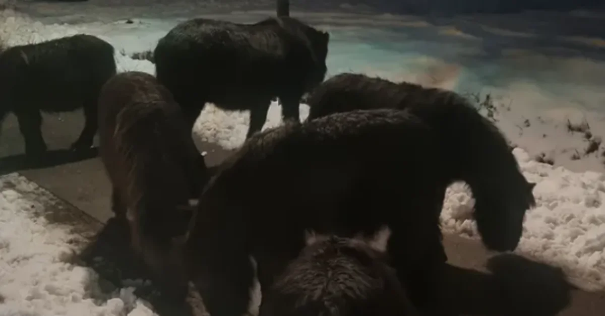 Voor politie gevluchte pony's 2,5 kilometer verderop weer gevonden