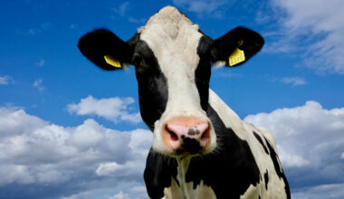 WW Jaspers 17 januari 2026