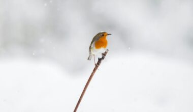 Boswachter: planten en dieren redden zich nog prima in deze sneeuw