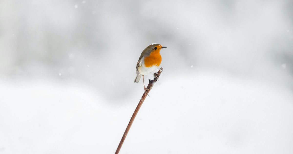 Boswachter: planten en dieren redden zich nog prima in deze sneeuw