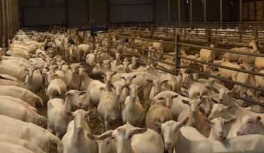 Woningen moeten verder van geitenhouderijen, maar kan dat wel in Gelderland?