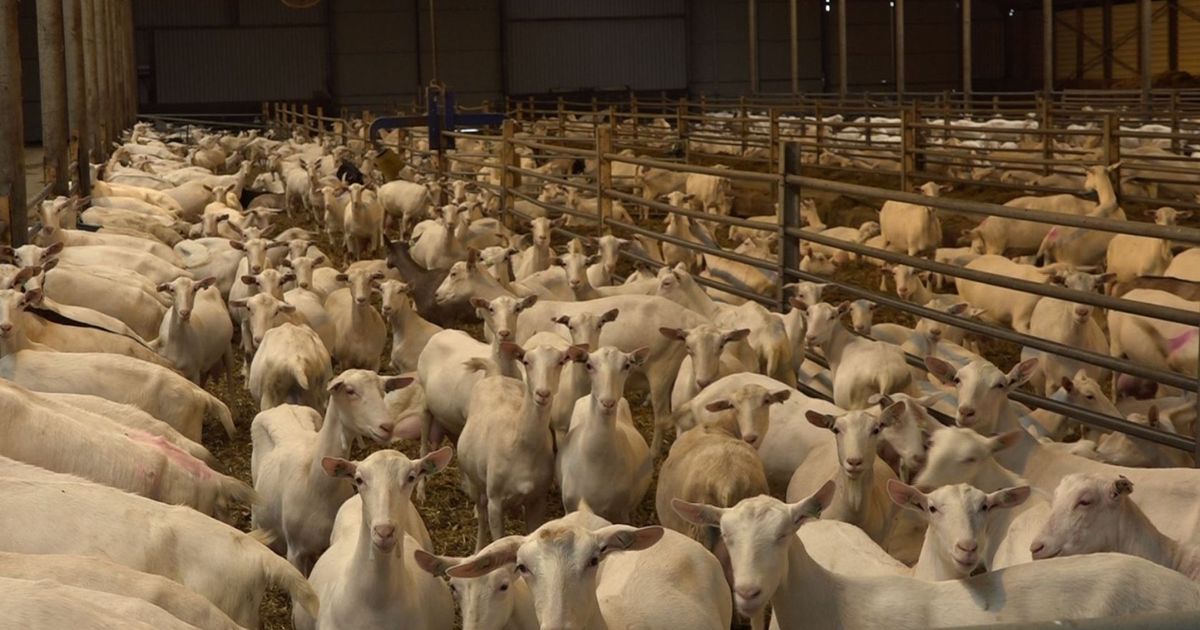 Woningen moeten verder van geitenhouderijen, maar kan dat wel in Gelderland?