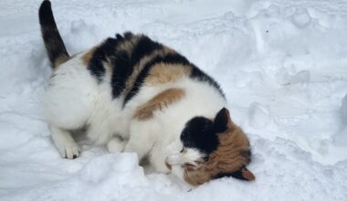 Martin Rep: Wat is er toch gebeurd met Bieber?