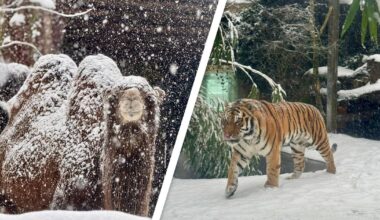 Sneeuw in de dierentuin: 'IJsberen zijn in hun nopjes' - RTV Utrecht