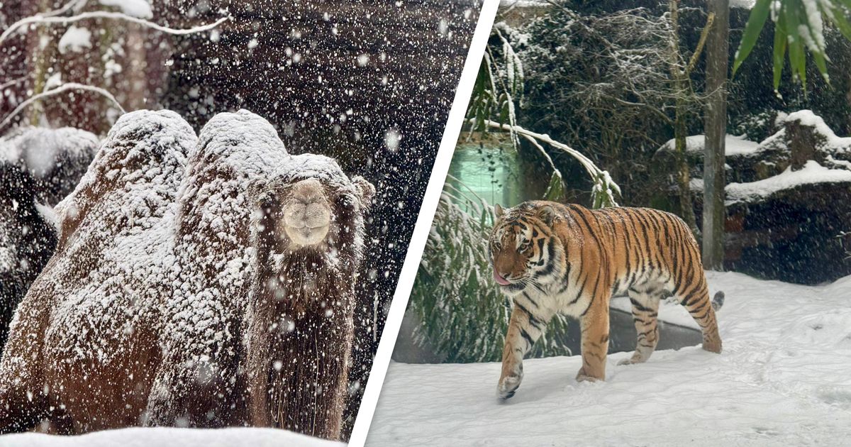 Sneeuw in de dierentuin: 'IJsberen zijn in hun nopjes' - RTV Utrecht