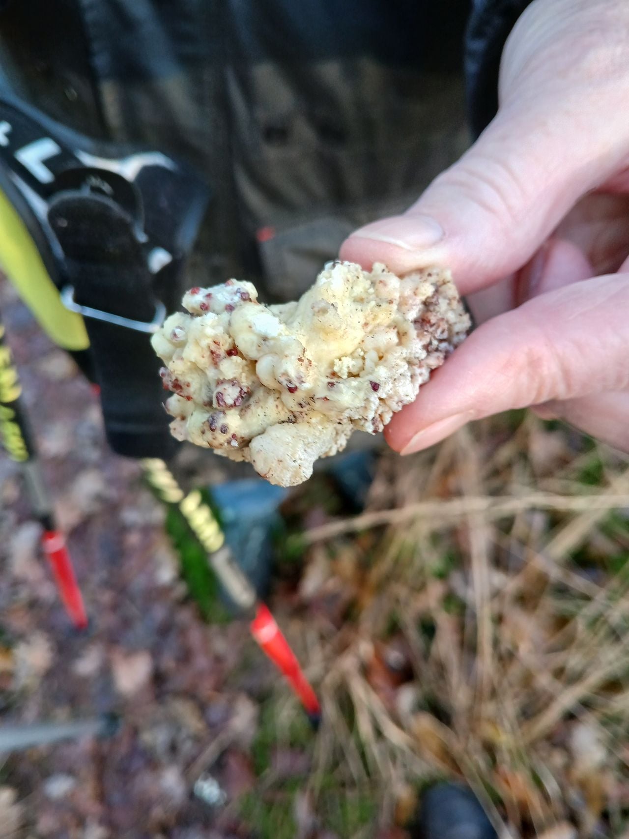 Klonter hars van den of spar. Foto: Jan de Kruijf