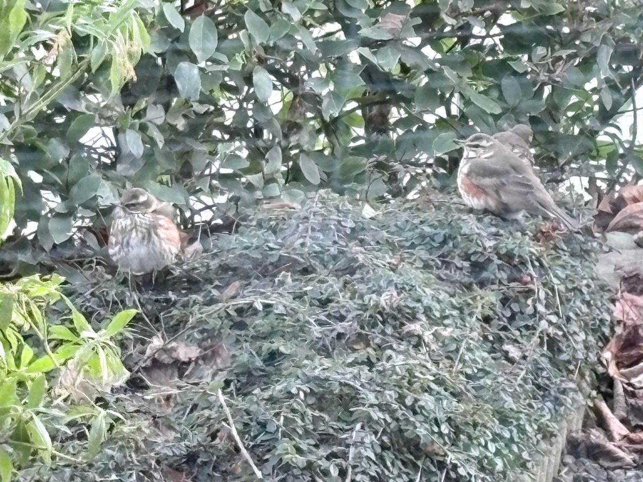 Koperwieken. Foto Eugenie Boer
