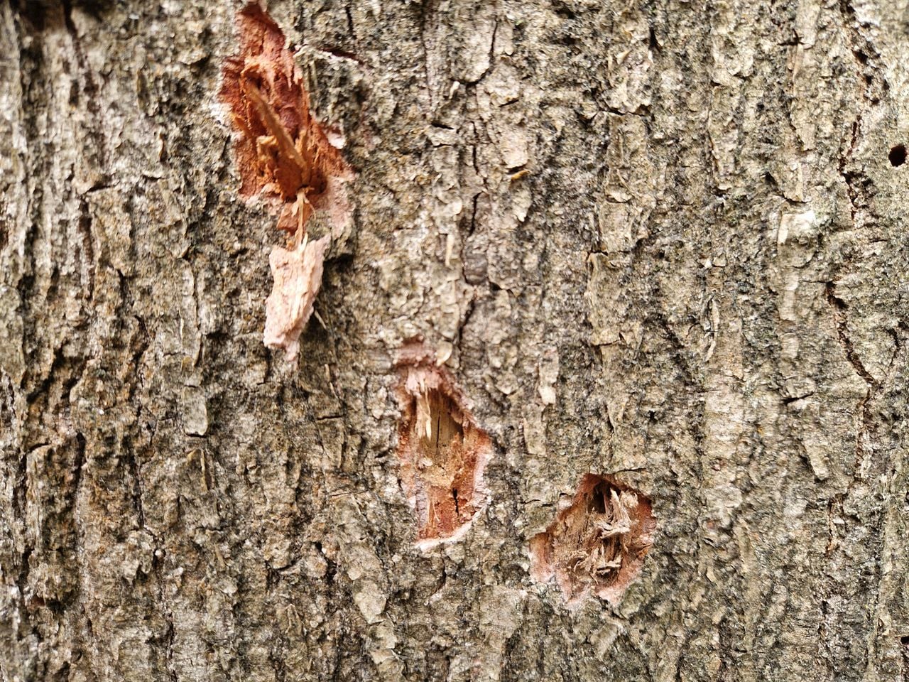 Gaten in de schors van een boom.