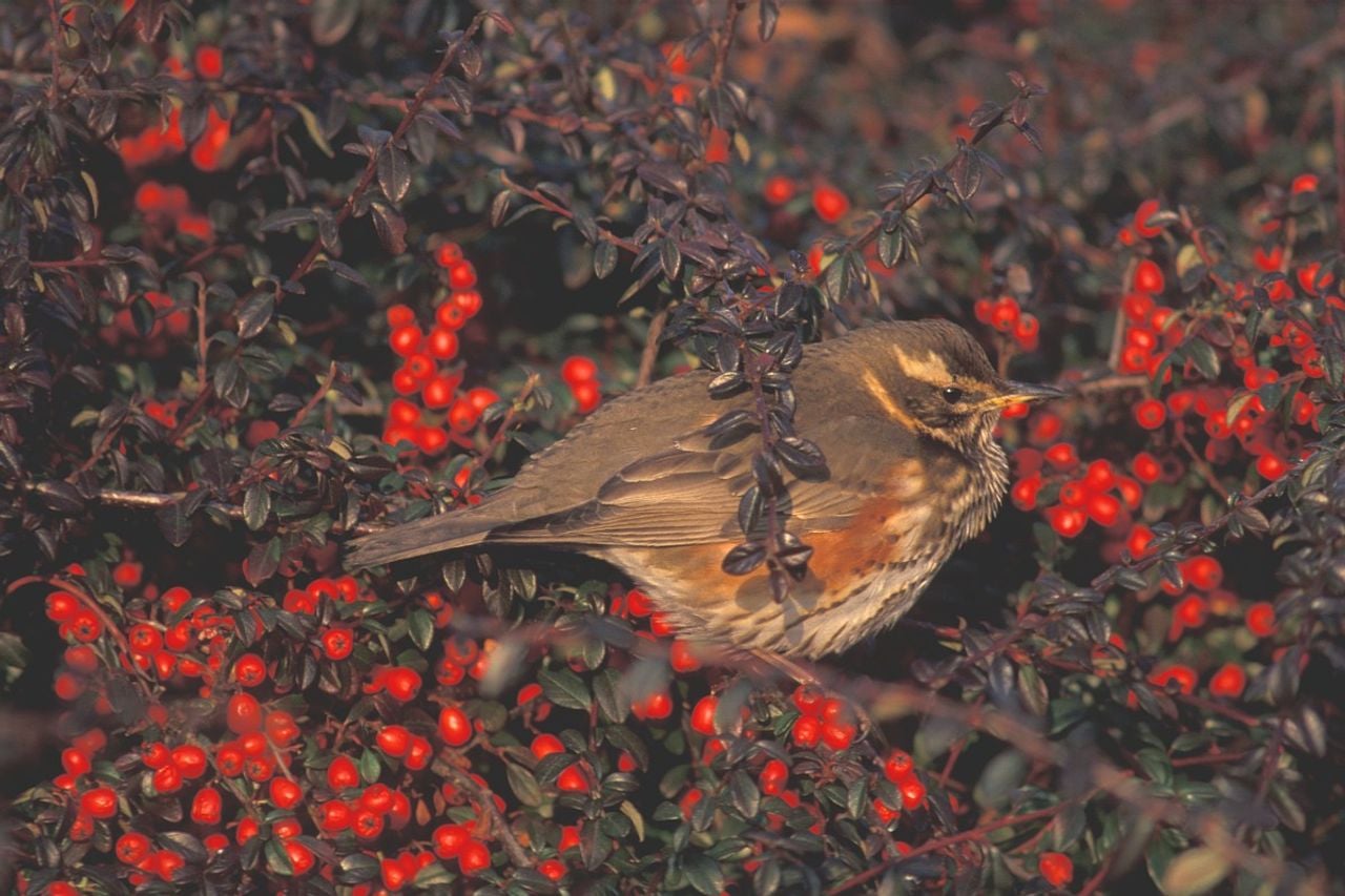 een koperwiek (foto: Saxifraga Piet Munsterman)een koperwiek (foto: Saxifraga Piet Munsterman)