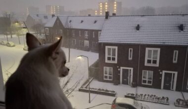 Een kat op een slee, een hond met een sneeuwpop: dieren in de sneeuw