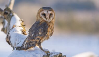 Een grote muizenruiter ter illustratie (foto: Muizenruiter.nl)