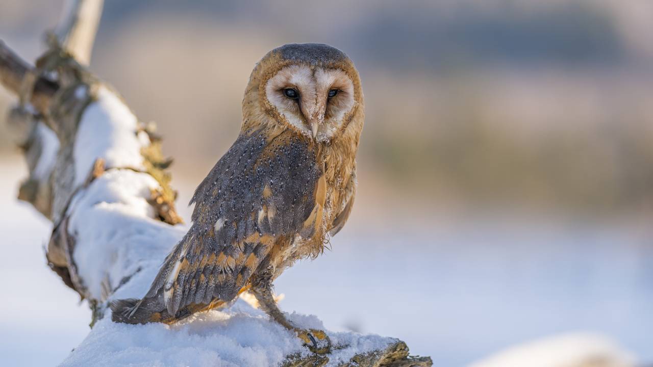 Een grote muizenruiter ter illustratie (foto: Muizenruiter.nl)