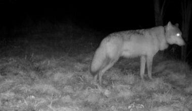Veluwse wolf duikt op bij Utrechtse roedel van afgeschoten probleemwolf: 'Hij lijkt geaccepteerd'