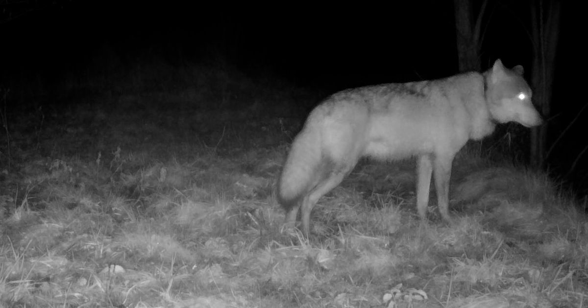 Veluwse wolf duikt op bij Utrechtse roedel van afgeschoten probleemwolf: 'Hij lijkt geaccepteerd'
