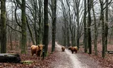 Schotse hooglanders in Nationaal park Veluwezoom.
