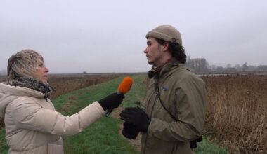 Hoeveel kleine marterachtigen hebben we in Groningen?