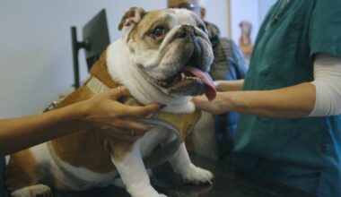 De Engelse bulldog Boeddha heeft lichamelijke klachten, net als veel andere doorgefokte hondenrassen