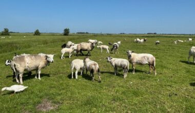Protest heeft effect: minister zet streep door nieuwe stikstofnorm voor schapen