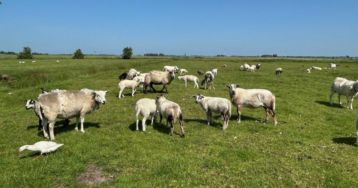 Protest heeft effect: minister zet streep door nieuwe stikstofnorm voor schapen