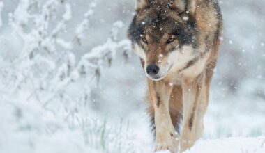 Een wolf in de sneeuw. 