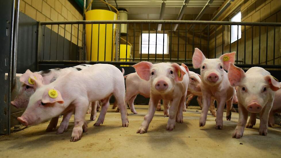 Foto van Willy Wolfkamp