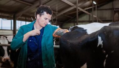 Zweeds onderzoek: meer melk bij later insemineren hoogproductieve koeien