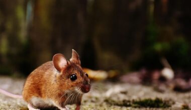 NVWA sloot vorig jaar vijf Leidse horeca- en voedselzaken