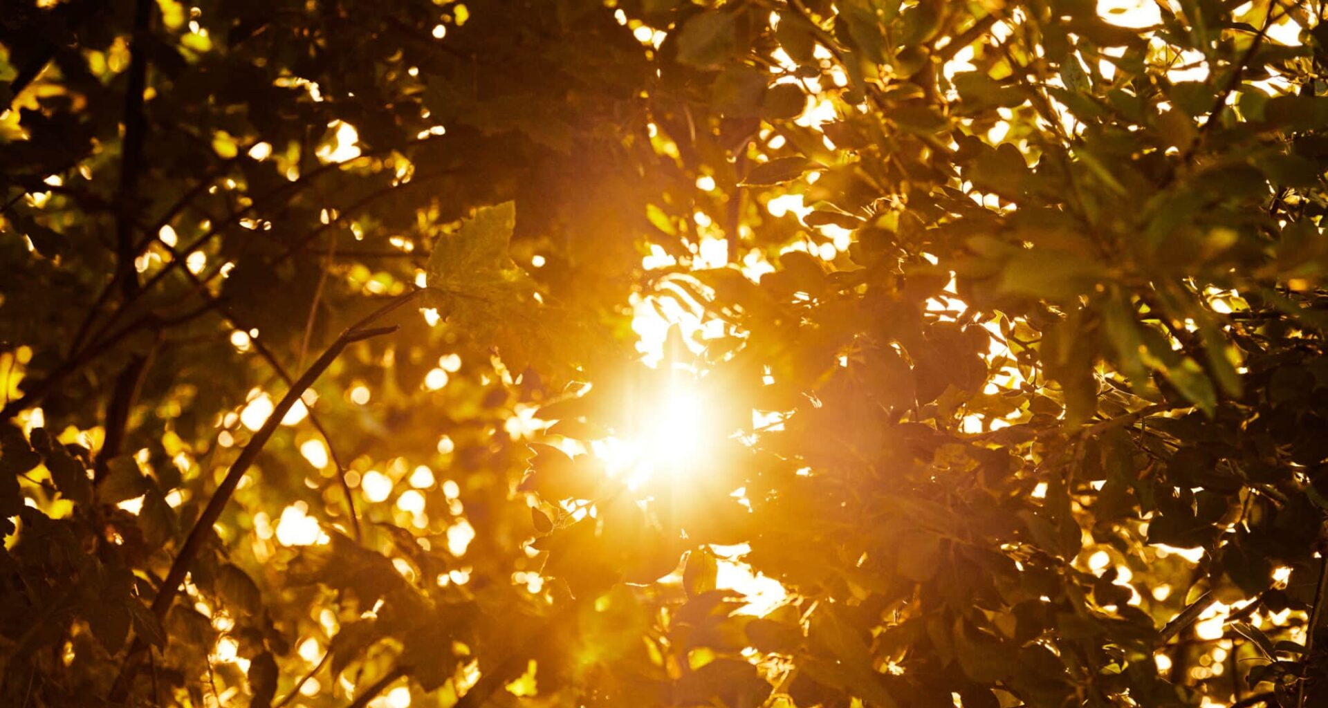 daglicht lijkt ook belangrijk te zijn voor je bloedsuikerspiegel