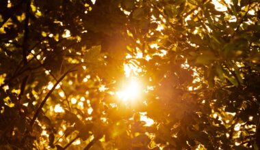 daglicht lijkt ook belangrijk te zijn voor je bloedsuikerspiegel